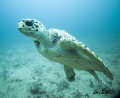  StealthLoggerhead turtle showing good form  